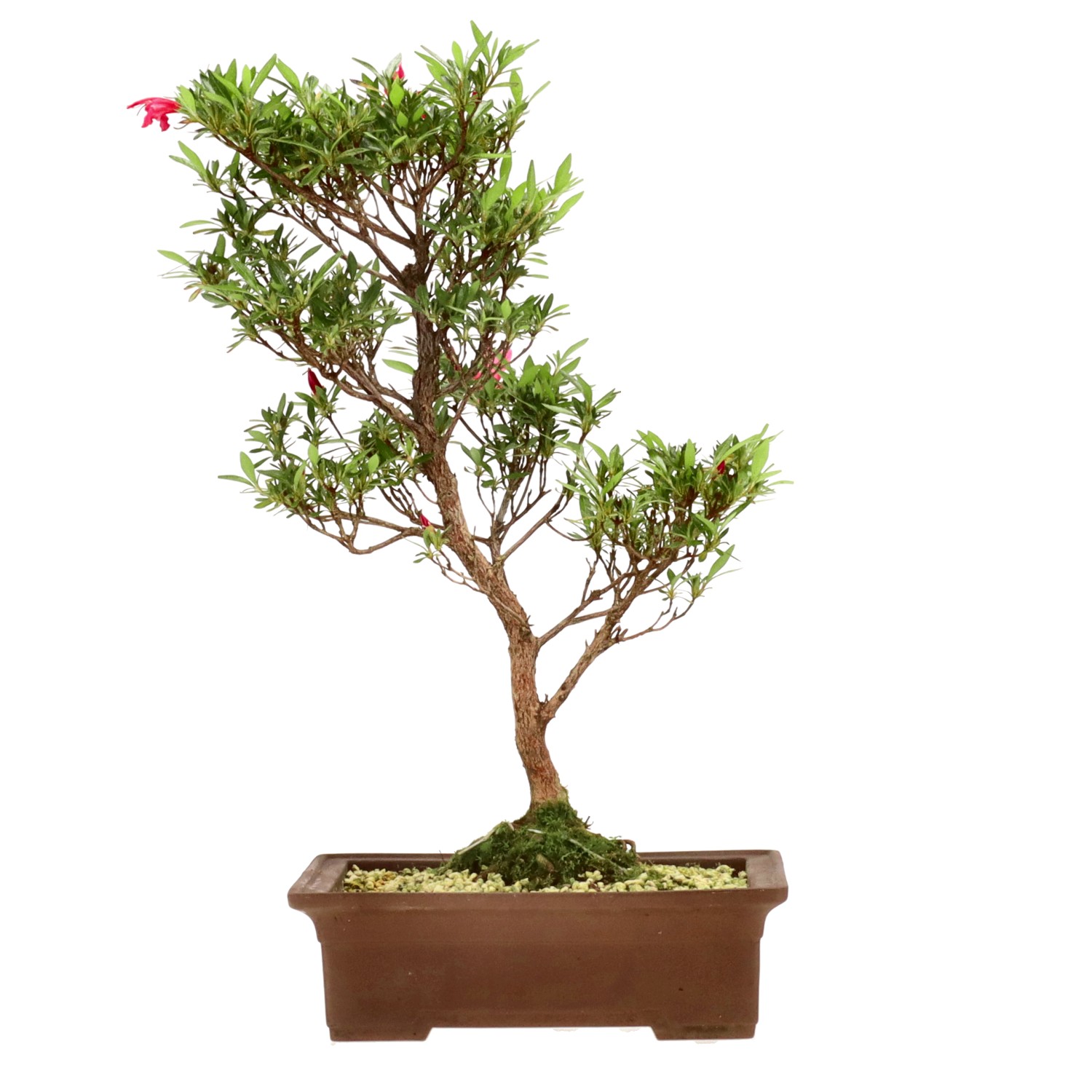 bonsai.fallbackImageTitle bonsai.fallbackImageTitle