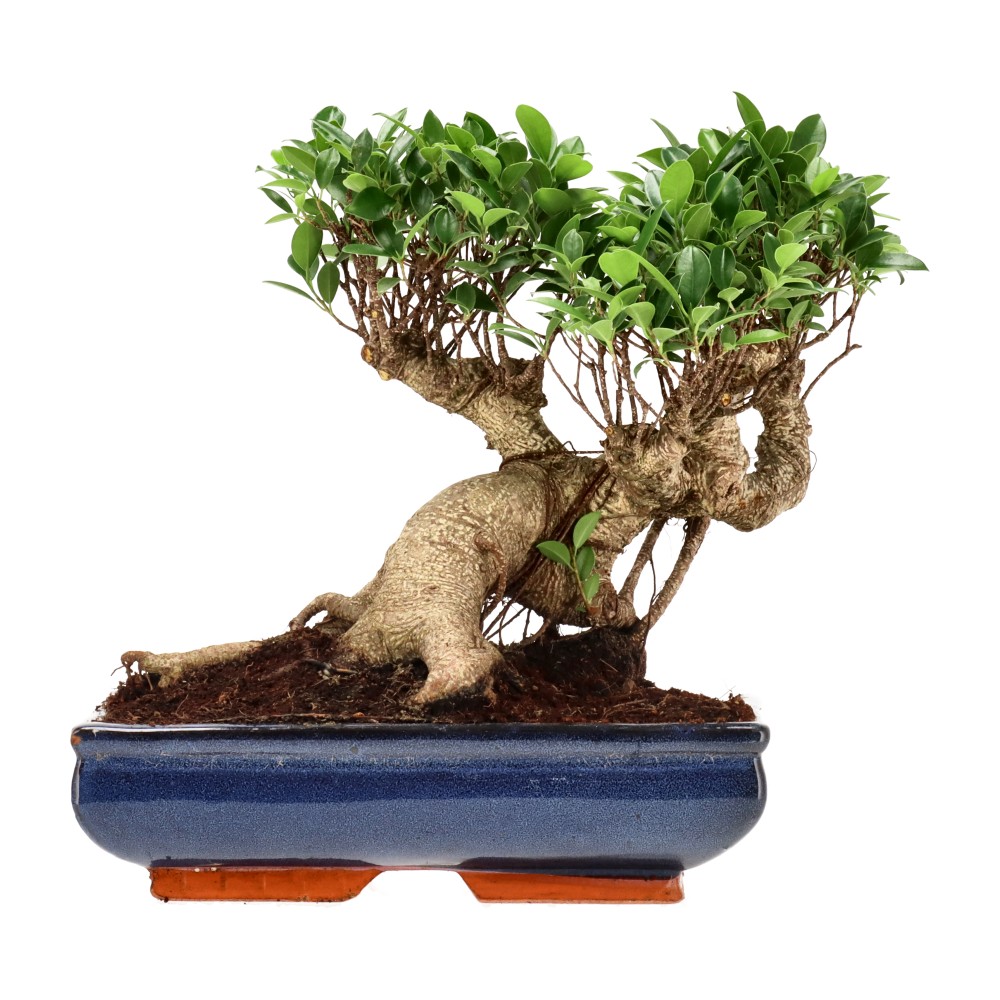Ficus Retusa, aprox. 22 años (30 cm)