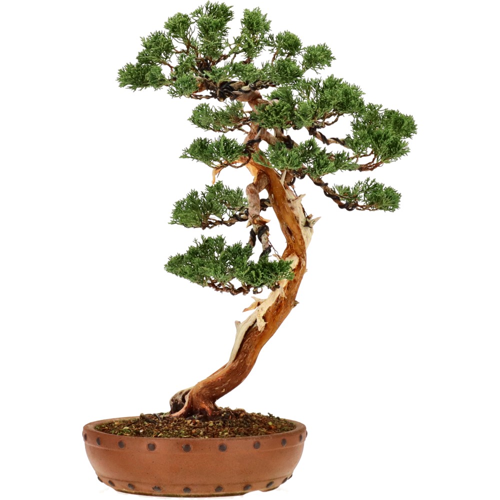 bonsai.fallbackImageTitle