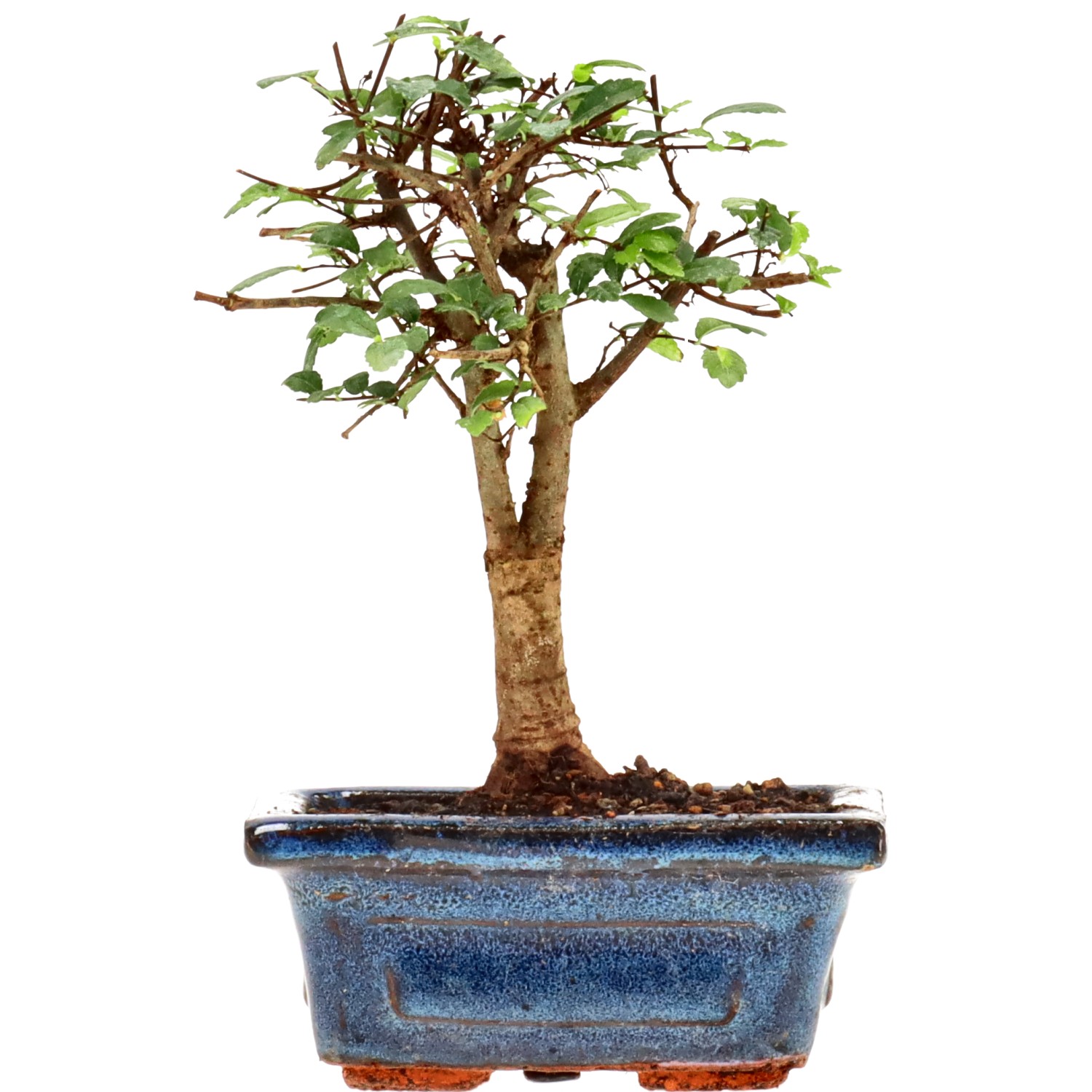 Chin. Ulme, ca. 6 J. (15 cm)