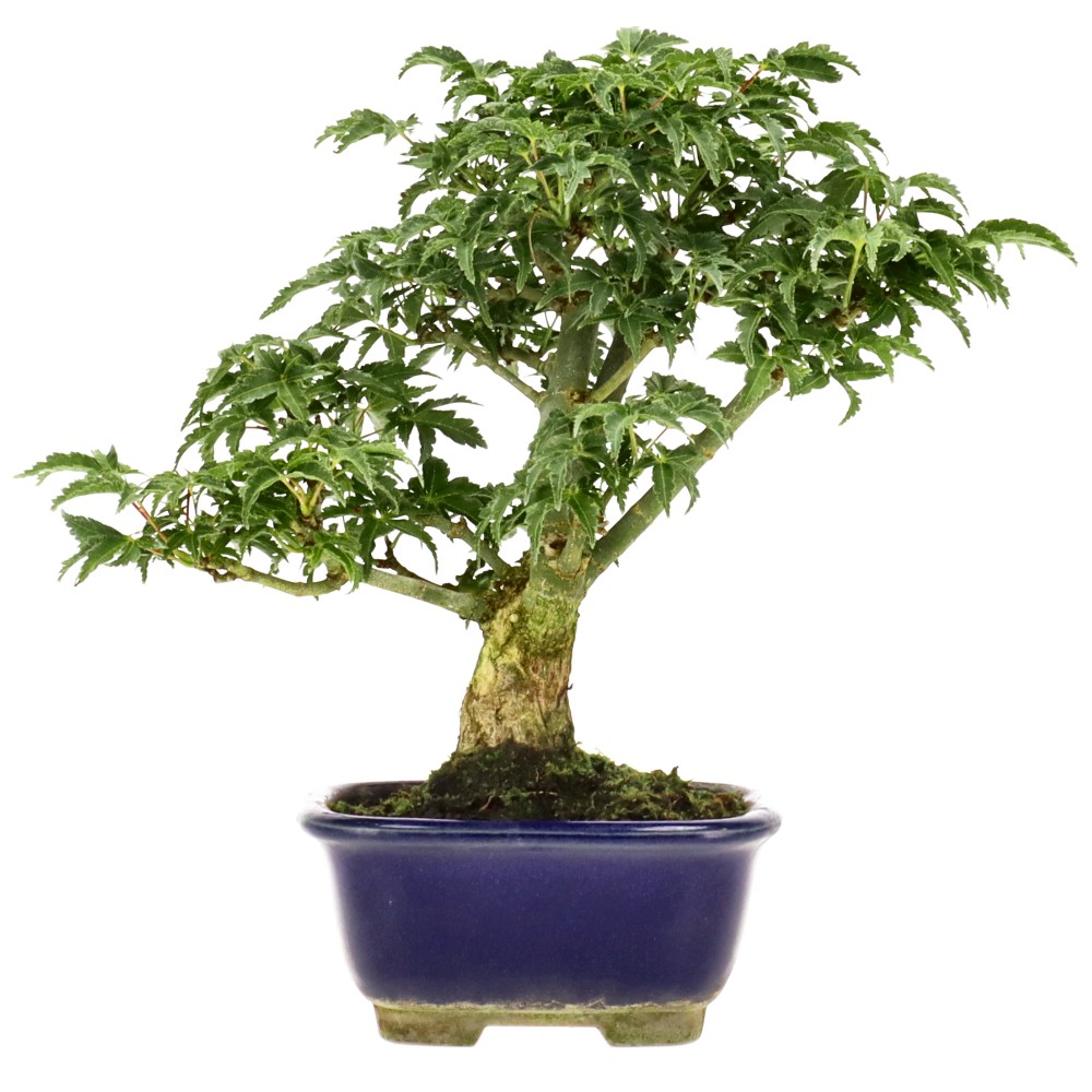 bonsai.fallbackImageTitle
