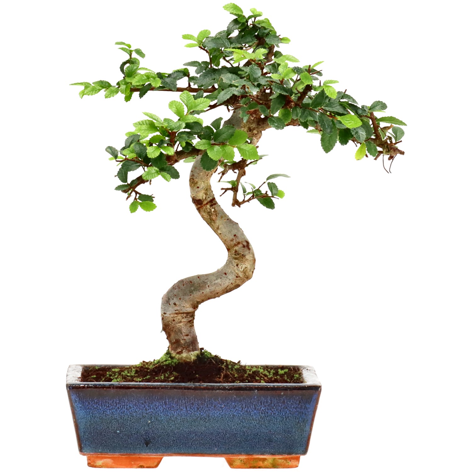 Olmo chino, aprox. 9 años (25 cm)