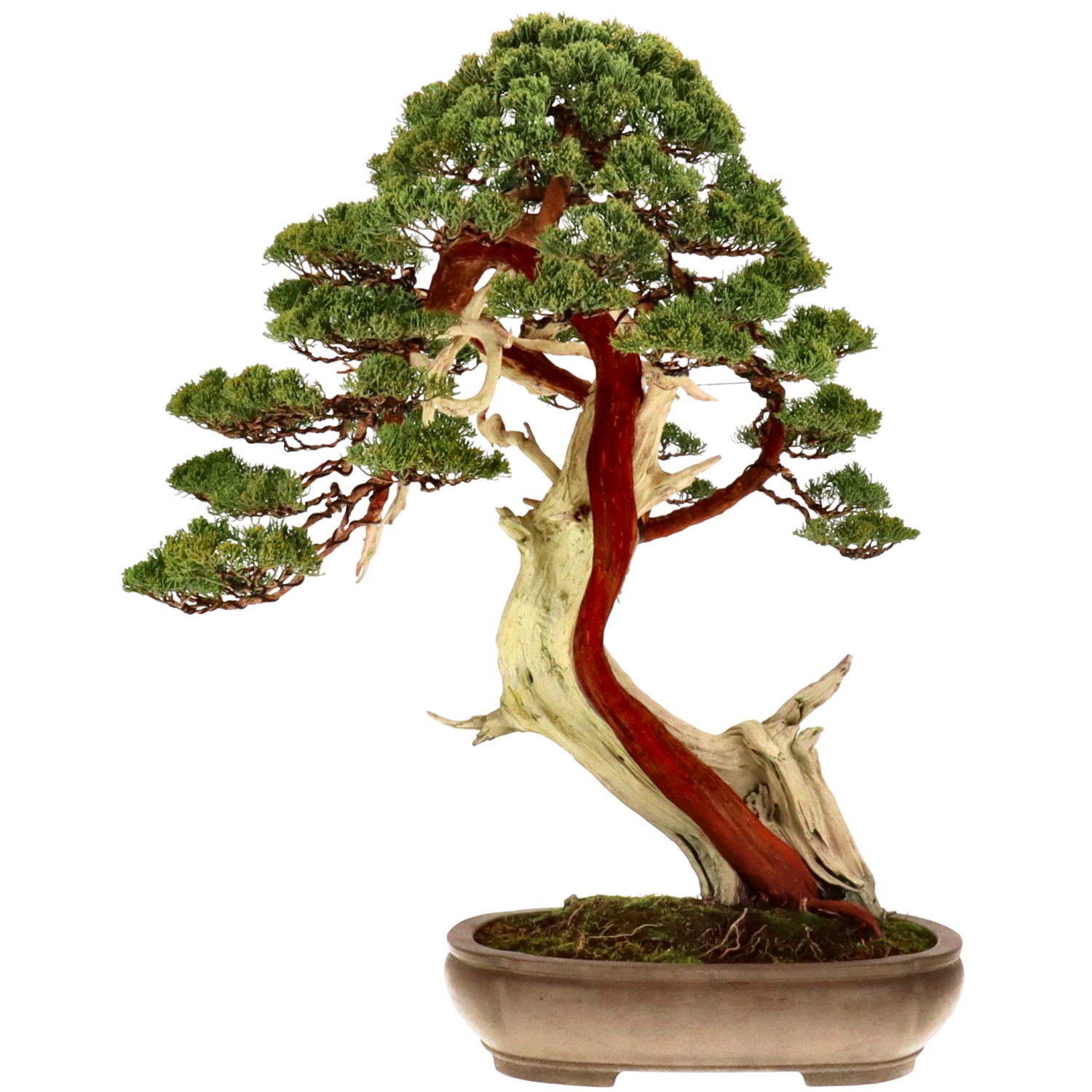 Chin. Wacholder, ca. 80 Jahre (84 cm)  