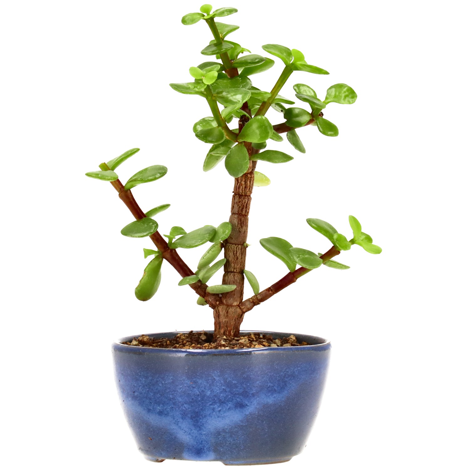 Pourpier en arbre, env. 2 ans (15 cm)
