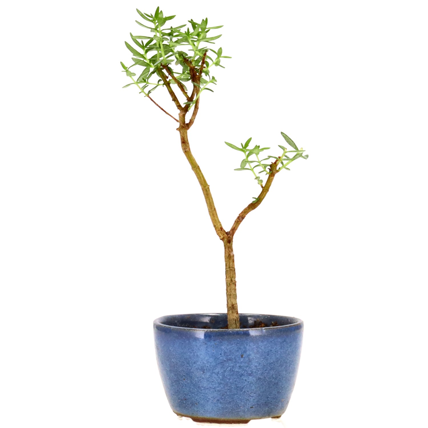 Albero di giada, ca. 2 anni (16 cm)