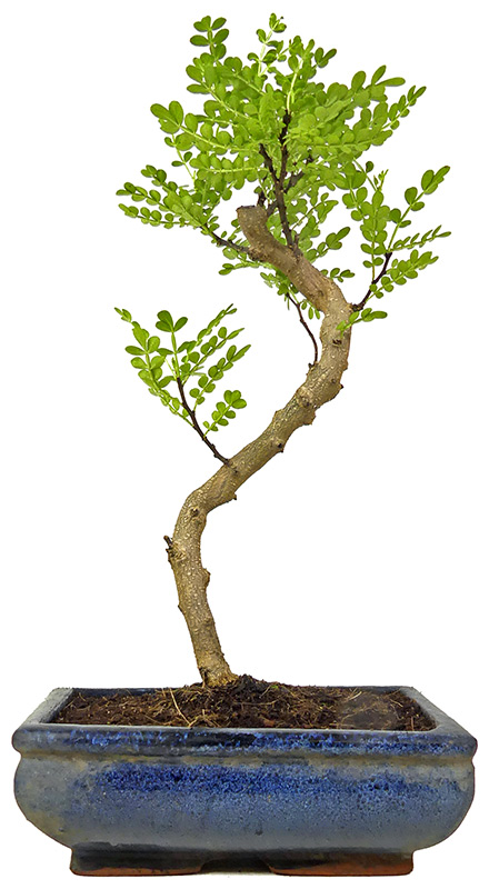 Pfefferbaum, ca. 9 J. (31 cm) Slider Bild