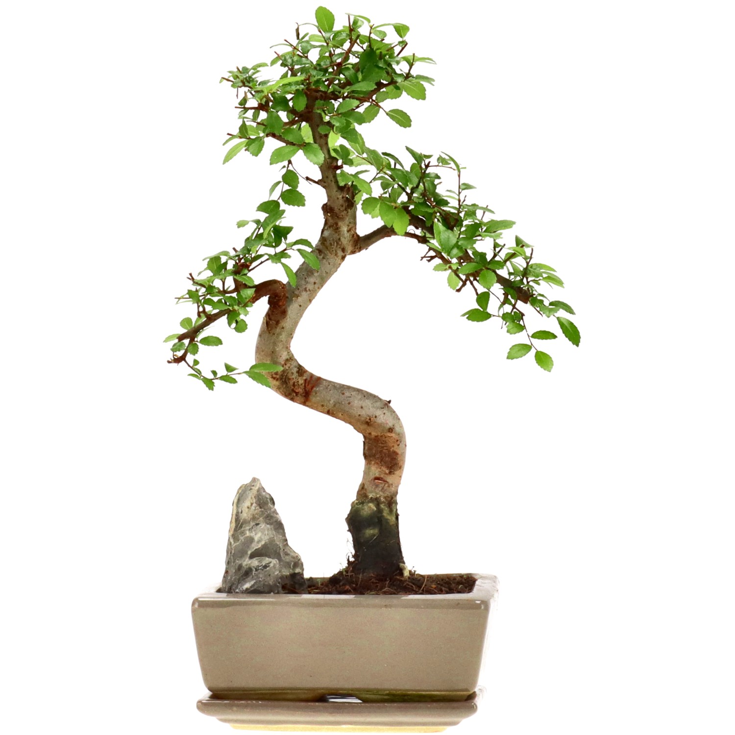 Chin. Ulme, mU., ca. 8 J. (28 cm)