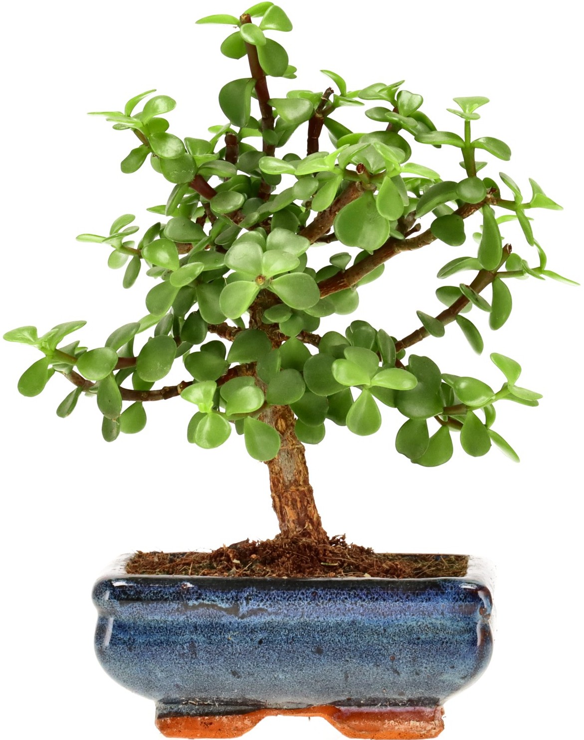 [Z033] Jadebaum, ca. 7 Jahre