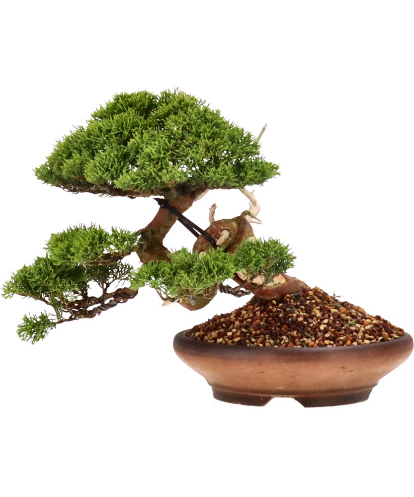bonsai.fallbackImageTitle bonsai.fallbackImageTitle