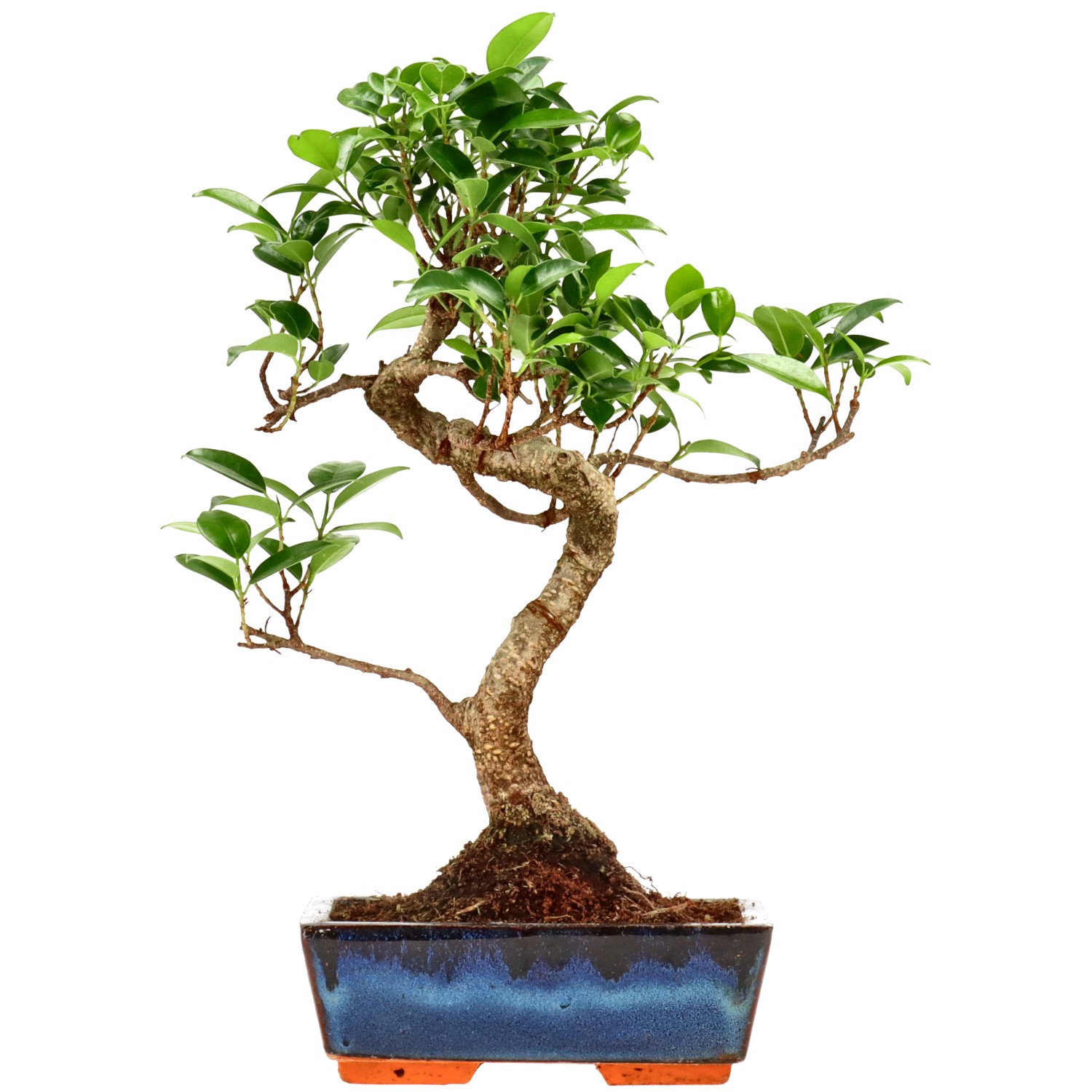 Indian Laurel, approx. 9 y. (32 cm)