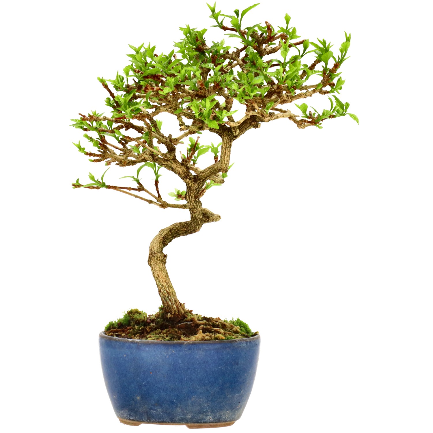 Premna japonica, env. 8 ans (21 cm)