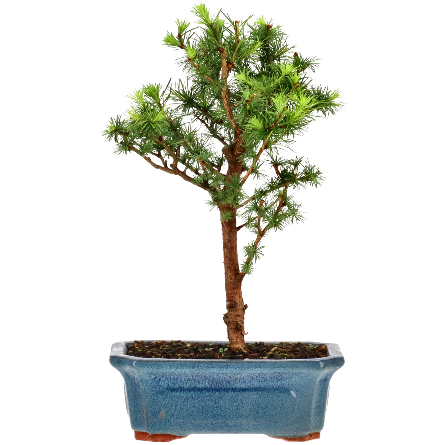 Alerce del Japón, aprox. 7 años (29 cm)