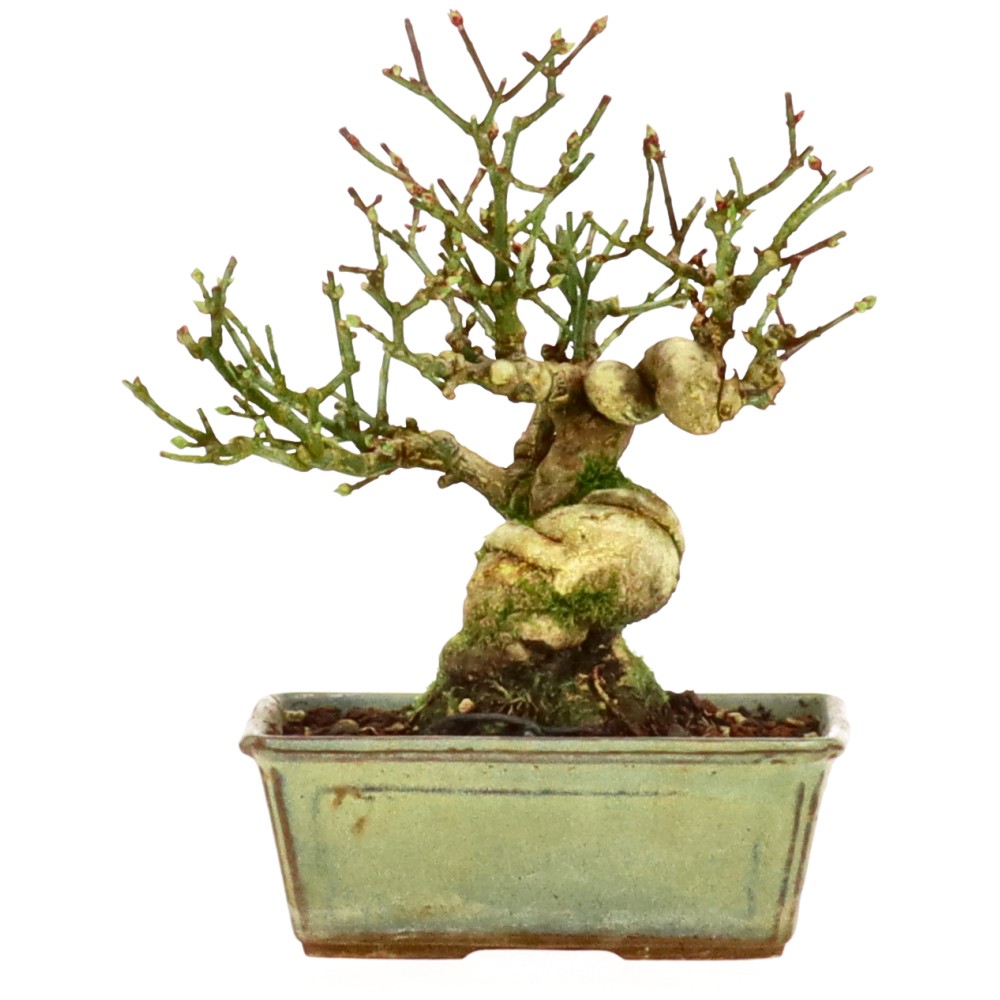 bonsai.fallbackImageTitle bonsai.fallbackImageTitle