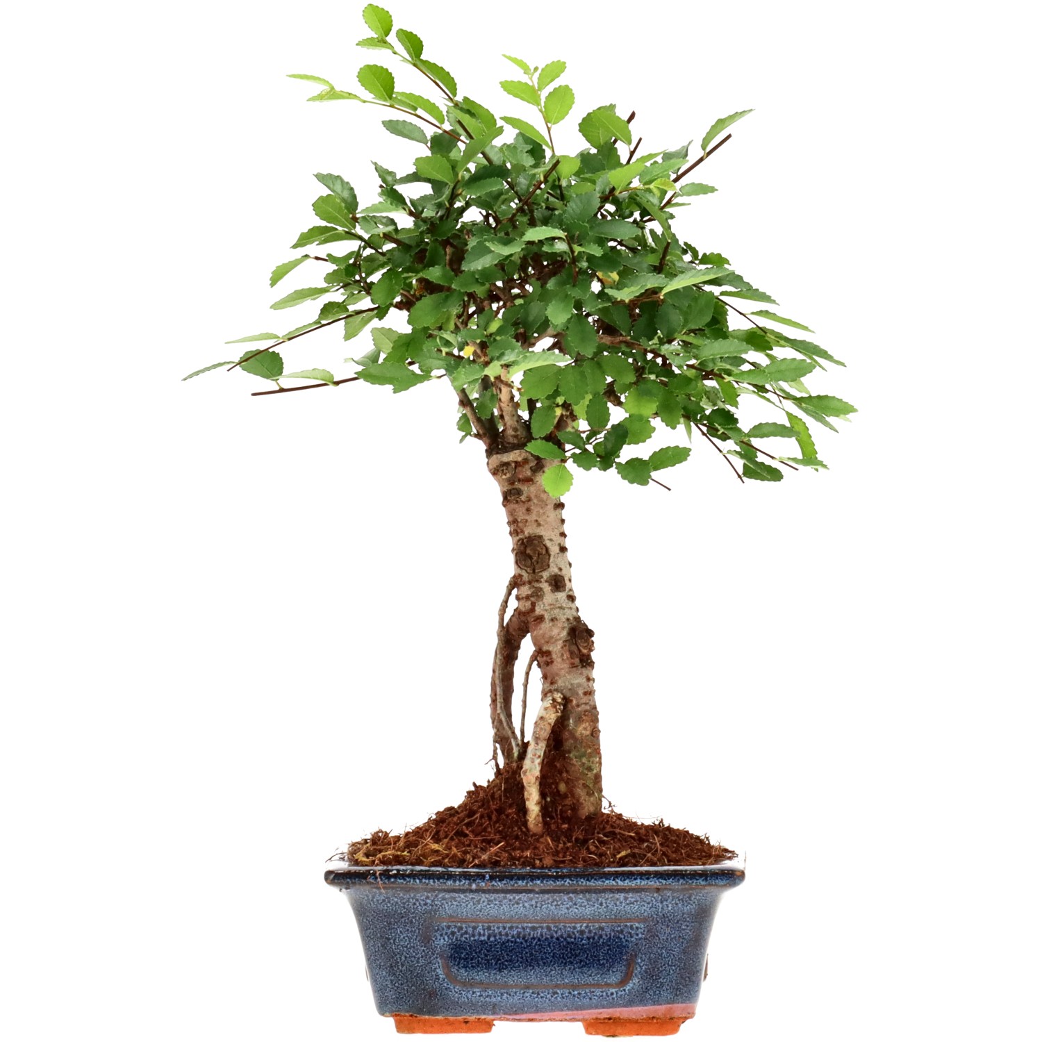 Orme de Chine, env. 6 ans (24 cm)