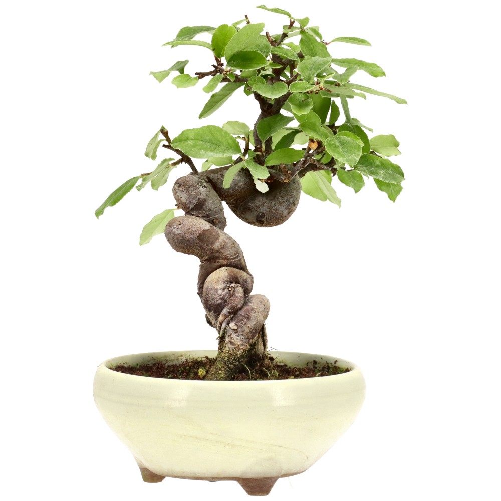 bonsai.fallbackImageTitle
