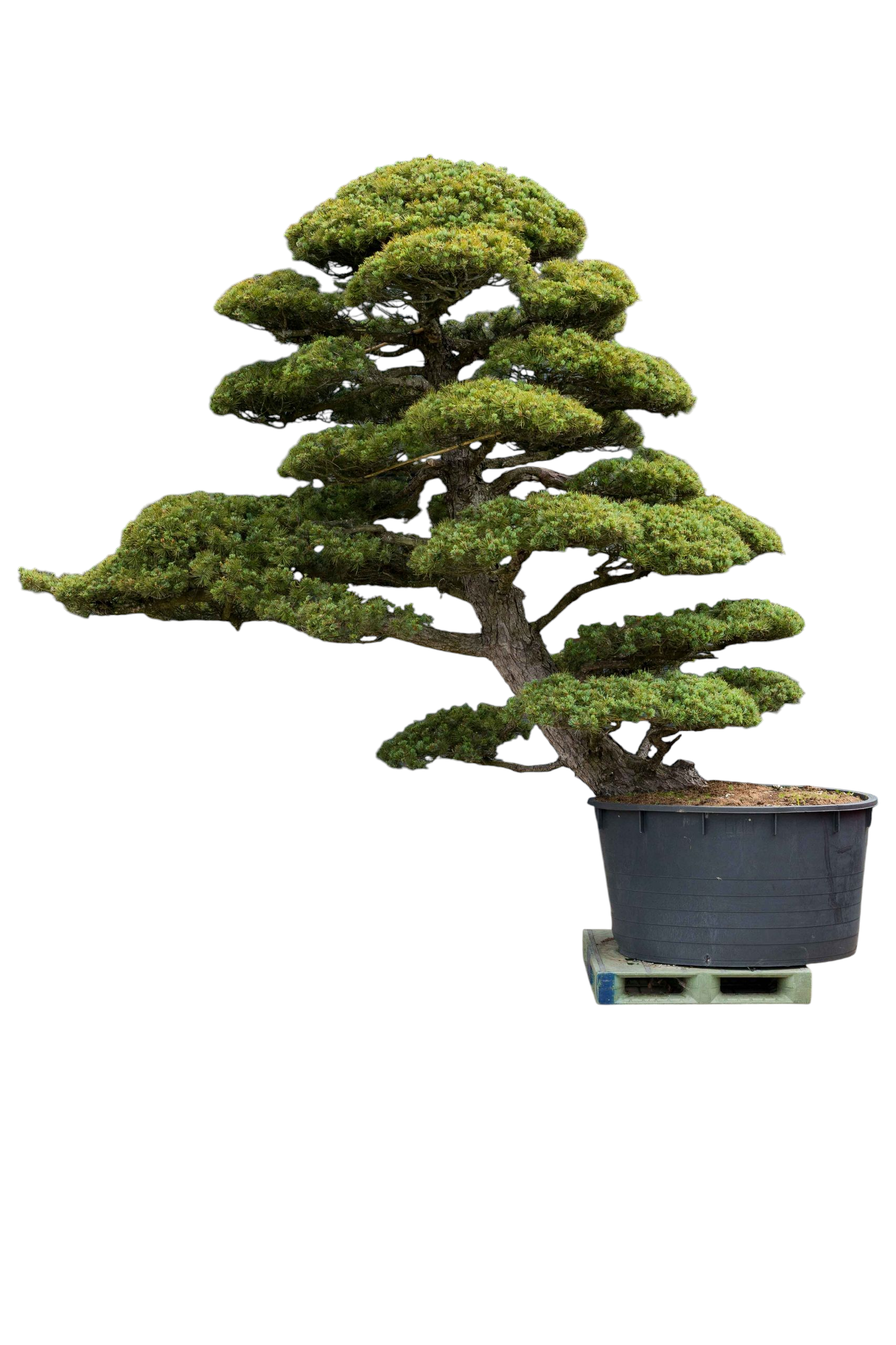 bonsai.fallbackImageTitle