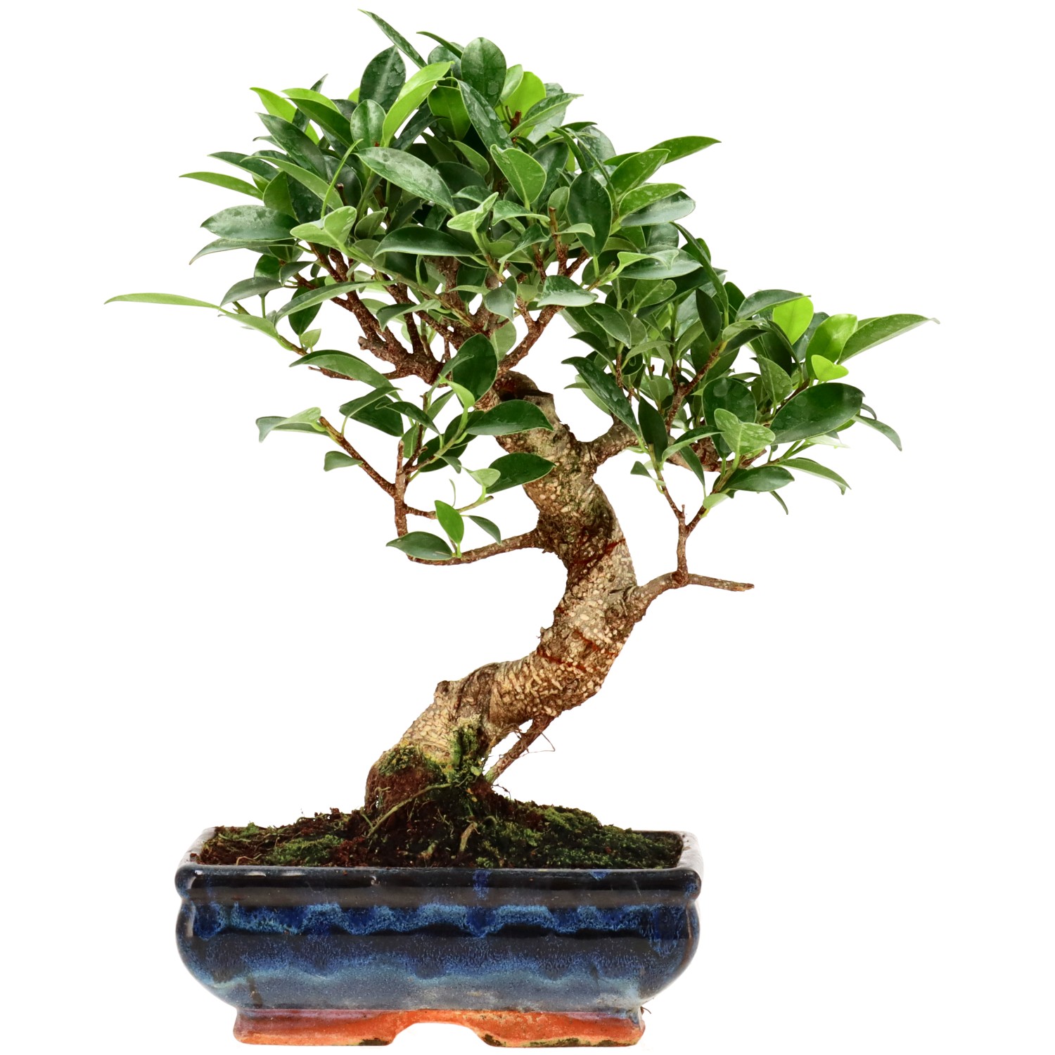 Indian Laurel, approx. 9 y. (27 cm)