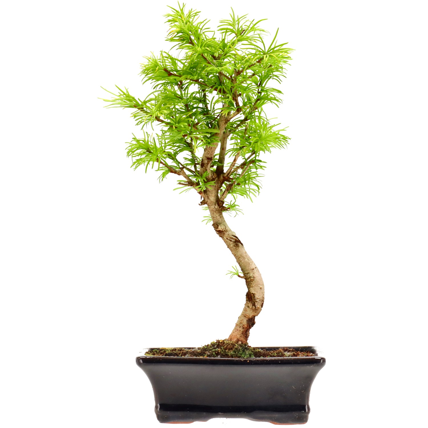 Falso alerce dorado, aprox. 10 años (33 cm)