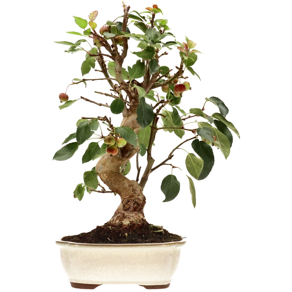 Zierapfel, ca. 17 J. (45 cm)