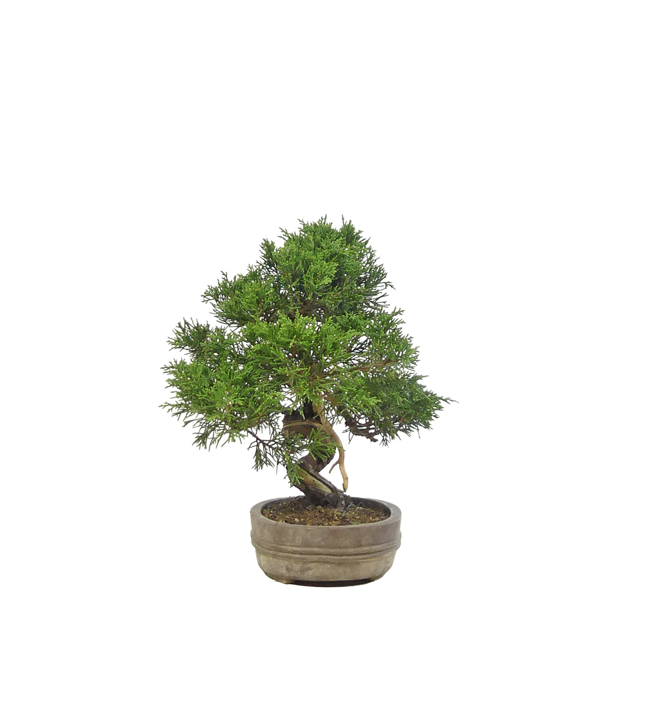 bonsai.fallbackImageTitle bonsai.fallbackImageTitle