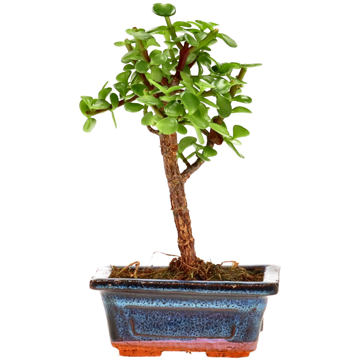 Árbol de la abundancia, aprox. 5 años (17 cm)