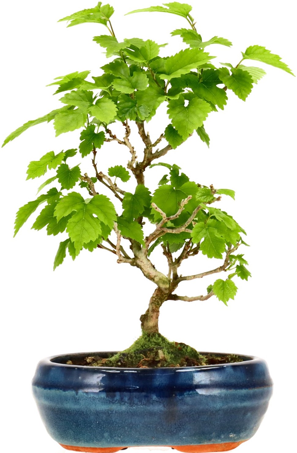 [K004] Morus sp., ca. 10 anni