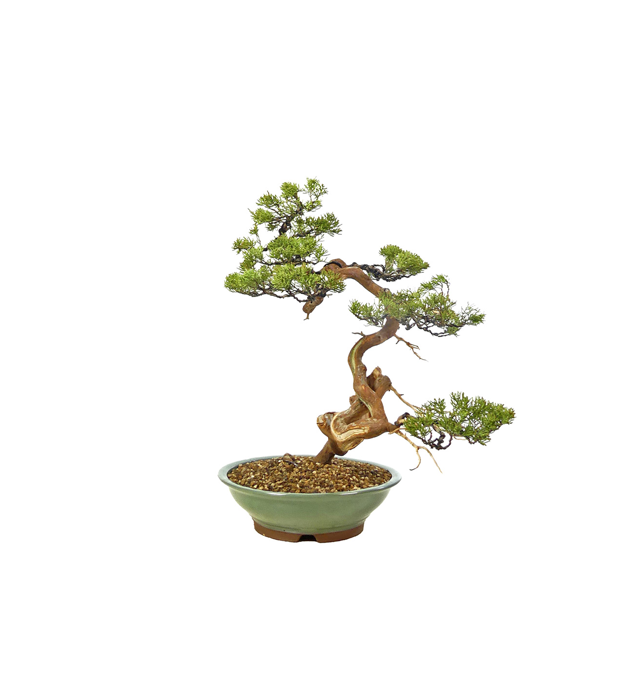 bonsai.fallbackImageTitle bonsai.fallbackImageTitle