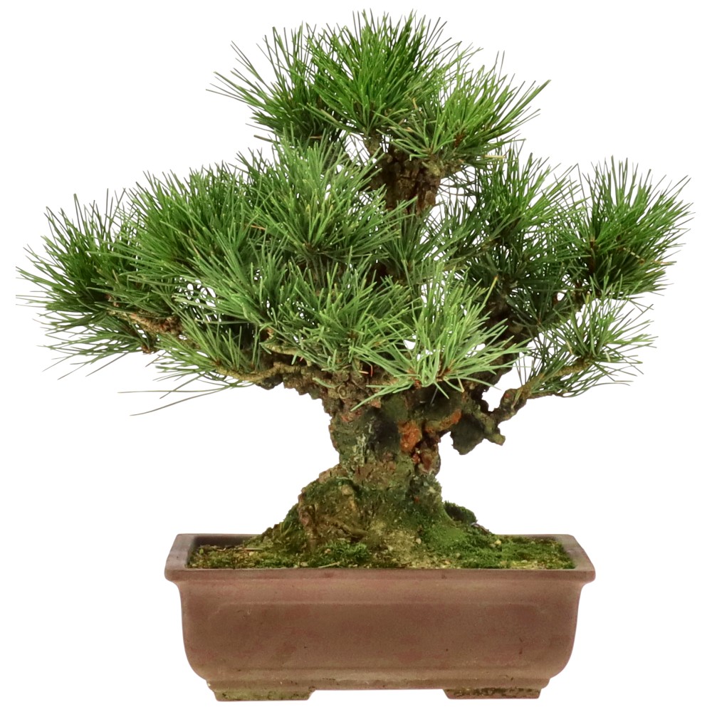 bonsai.fallbackImageTitle bonsai.fallbackImageTitle
