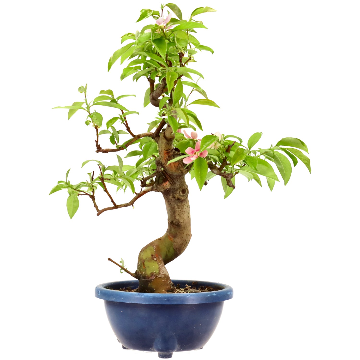 Chin. Quitte, ca. 16 J. (46 cm)