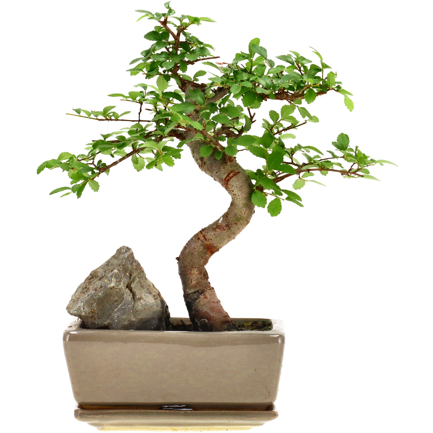 Olmo chino, aprox. 8 años (22 cm)