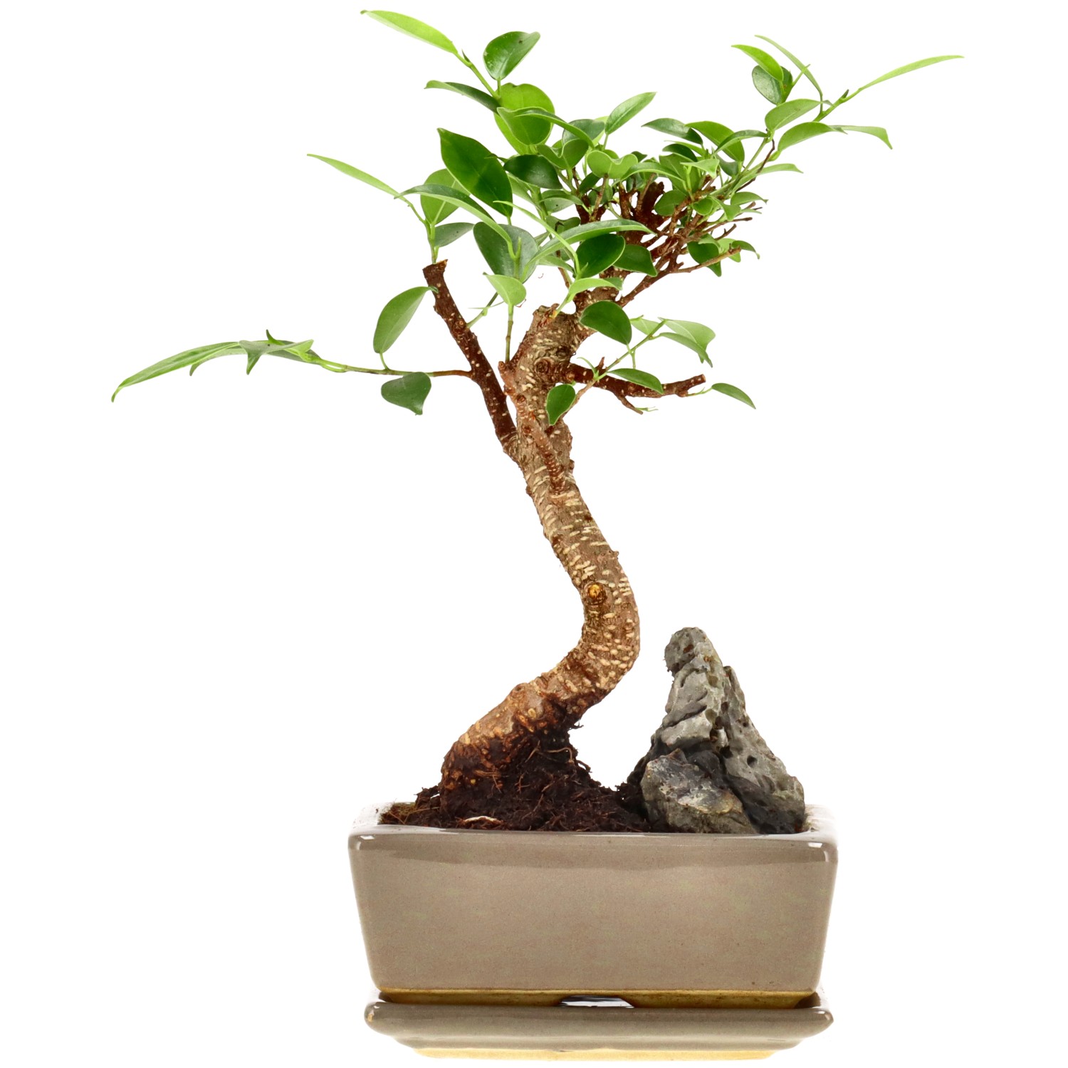 Chin. Feigenbaum (Retusa), mU., ca. 7 J. (24 cm)