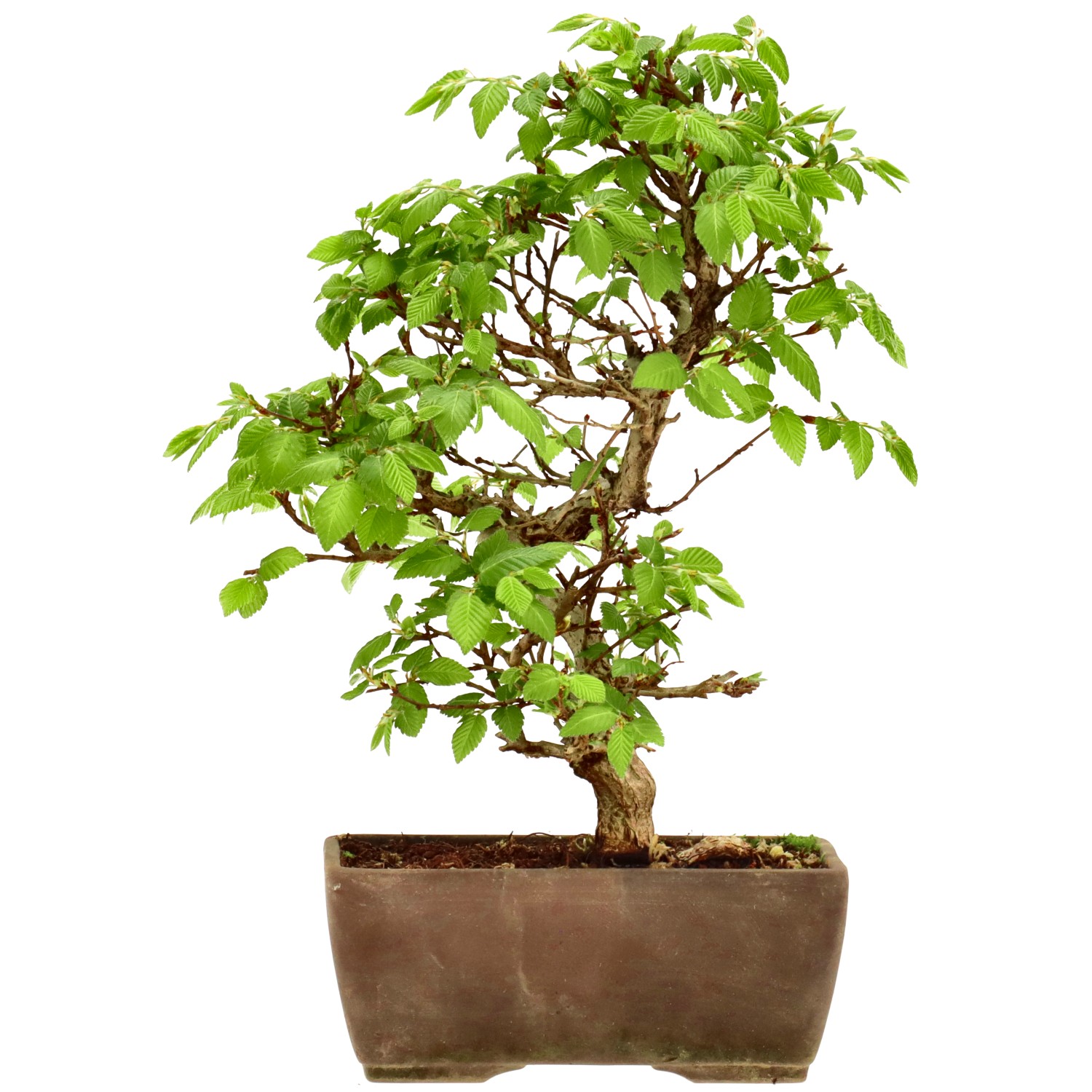 Carpino giapponese, ca. 10 anni (24 cm)