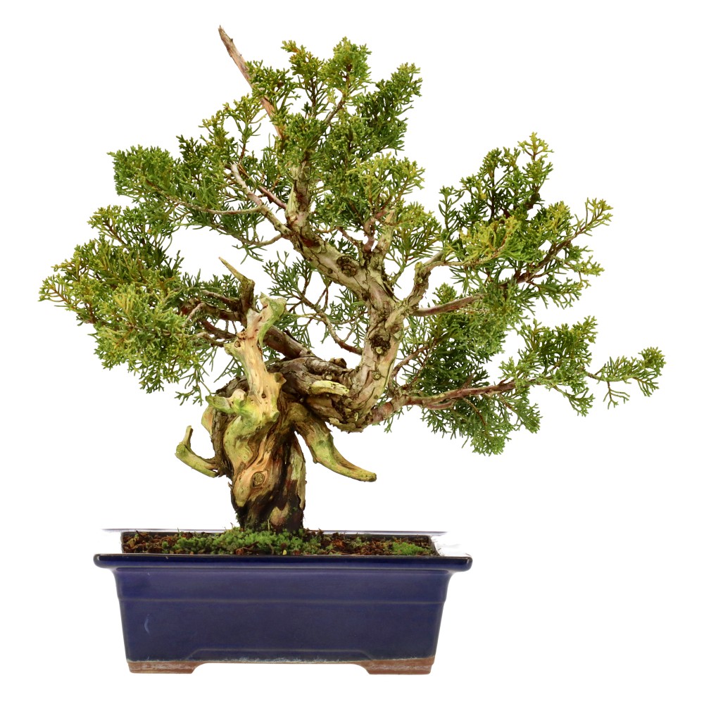 Chin. Wacholder, ca. 30 J. (31 cm)