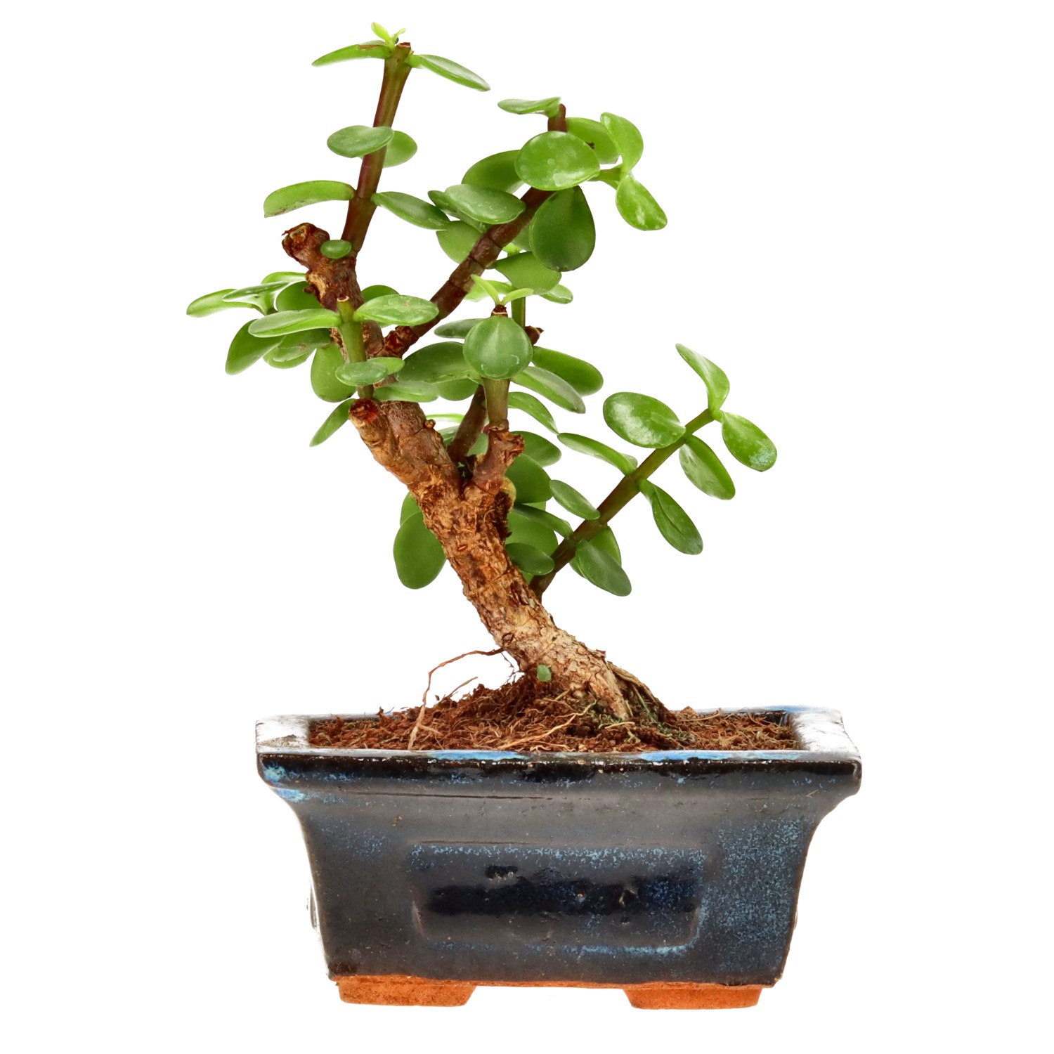 Jadebaum, ca. 5 J. (14 cm)