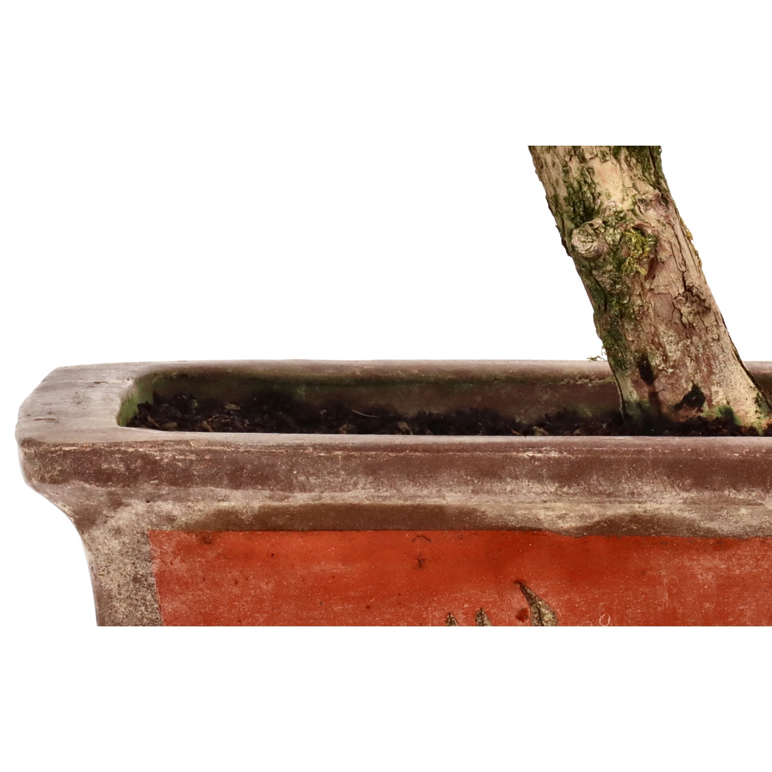 bonsai.fallbackImageTitle