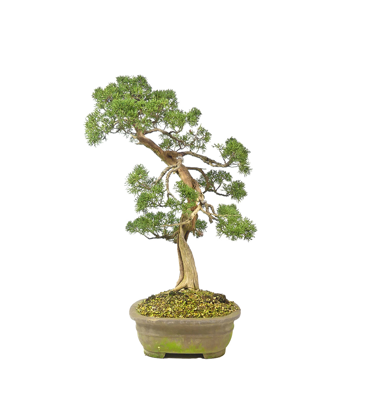 bonsai.fallbackImageTitle bonsai.fallbackImageTitle