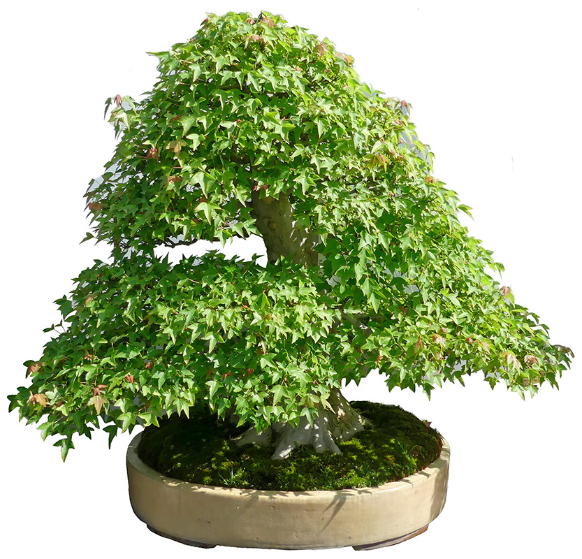 Dreispitzahorn, ca. 50 J. (81 cm) Dreispitzahorn, ca. 50 J. (81 cm)