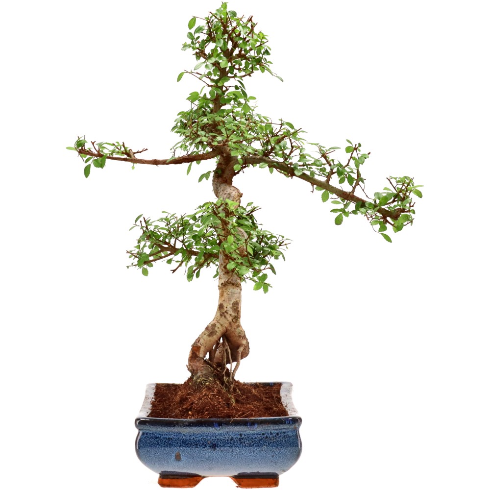 bonsai.fallbackImageTitle