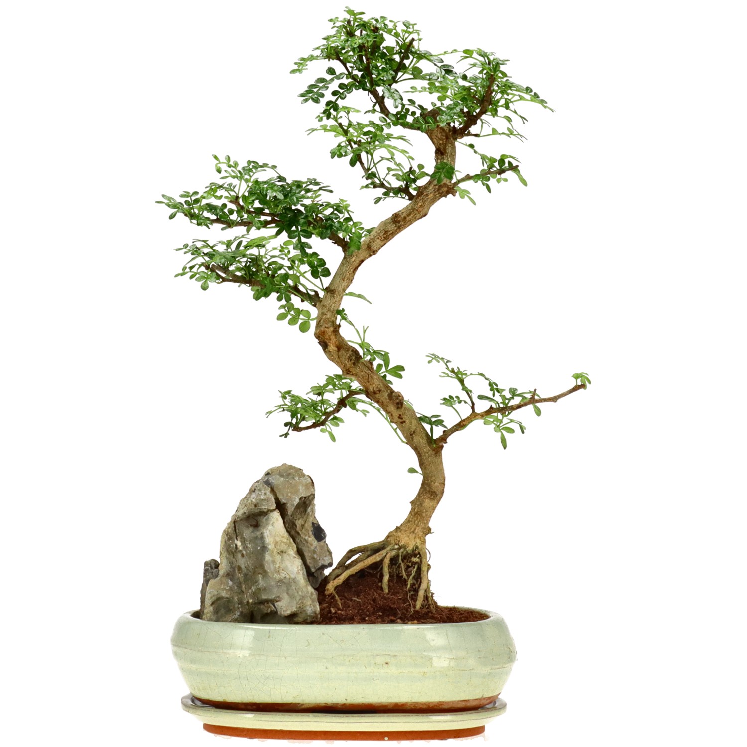 Pfefferbaum, mU., ca. 12 J. (44 cm)