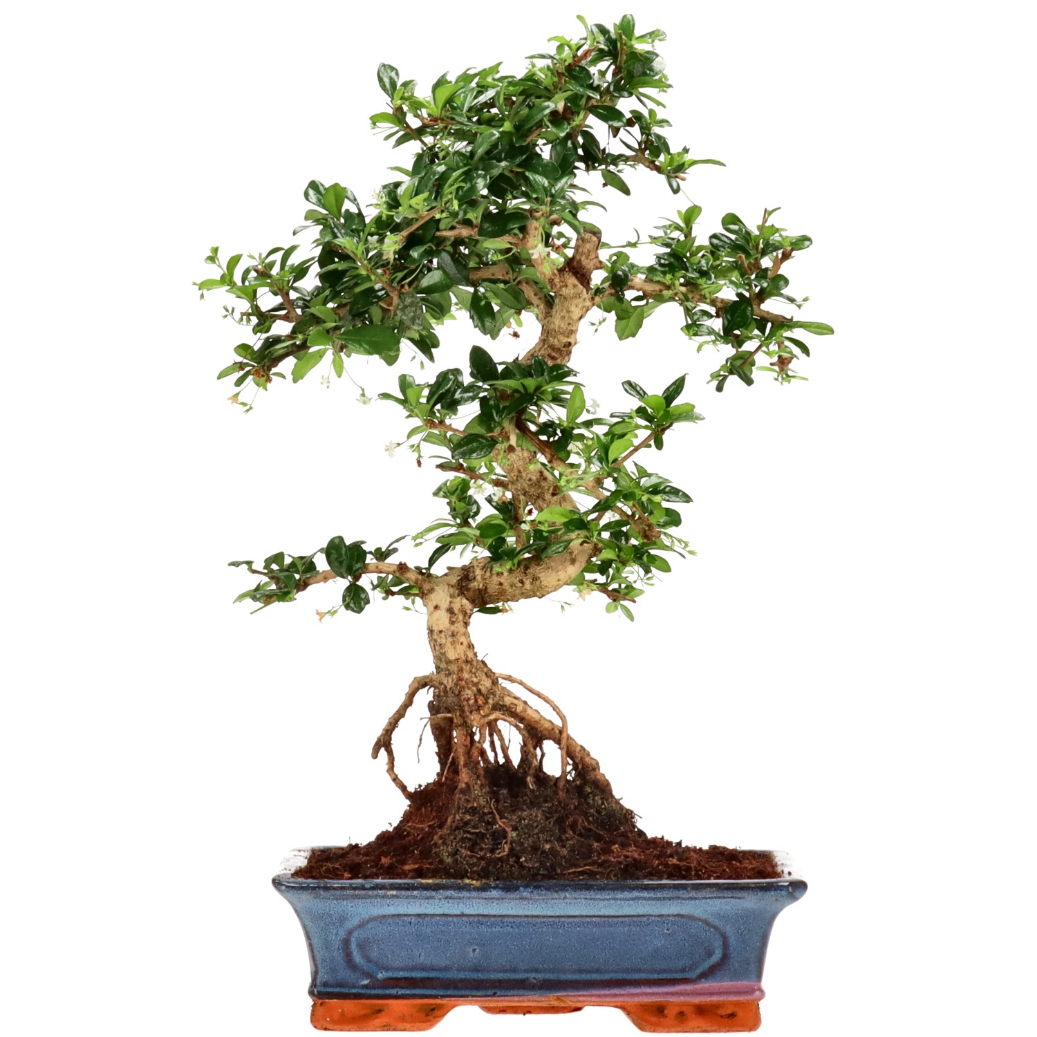 Fukien Tea, approx. 15 y. (44 cm)