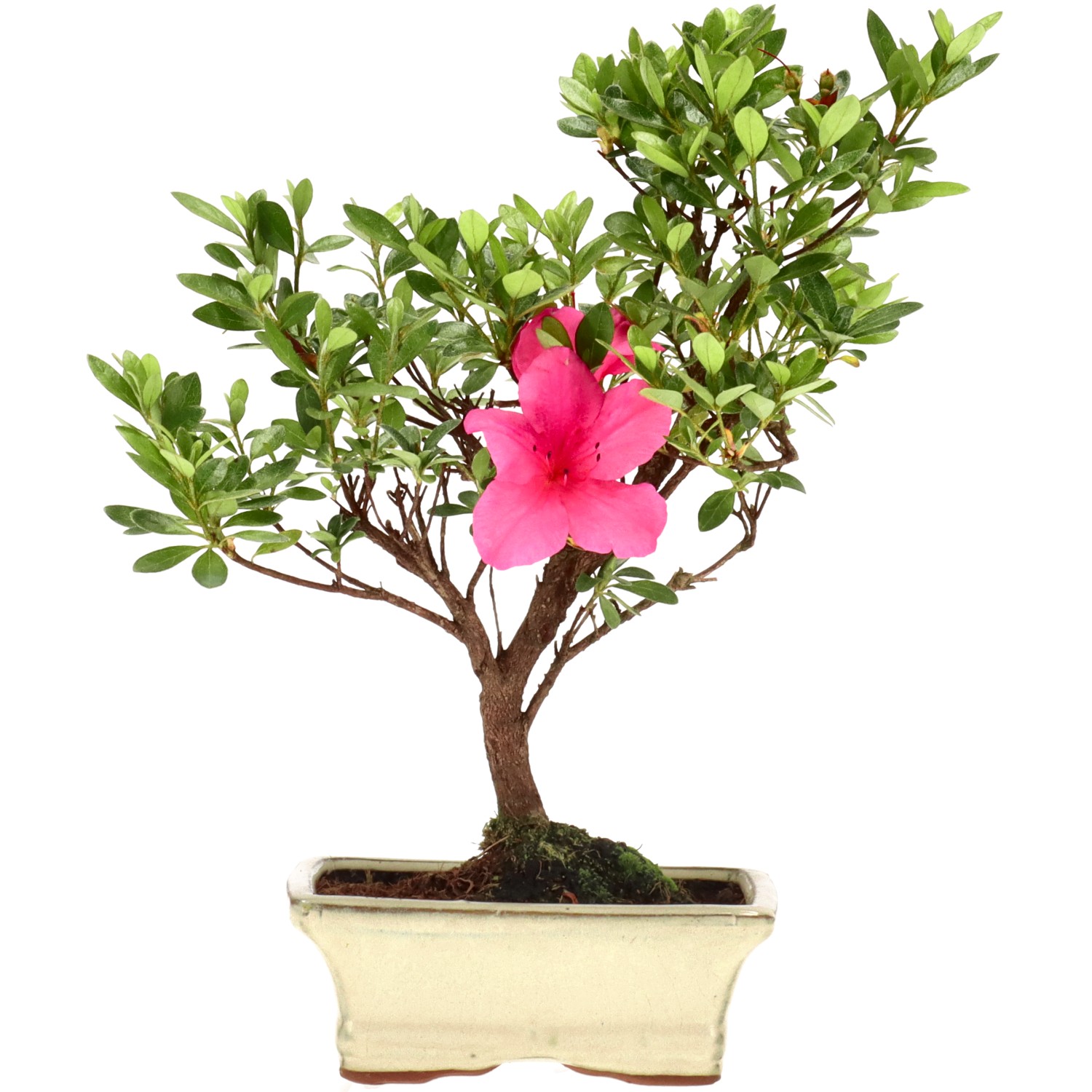 Azalée japonaise (Osakazuki), env. 7 ans (28 cm)