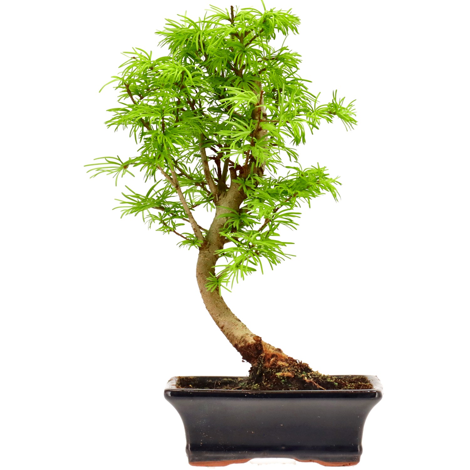 Goldlärche, ca. 10 J. (33 cm)