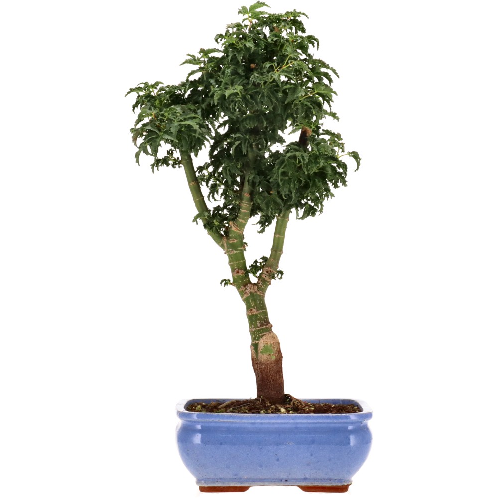 Acer palm. Shishigashira, aprox. 12 años (43 cm)