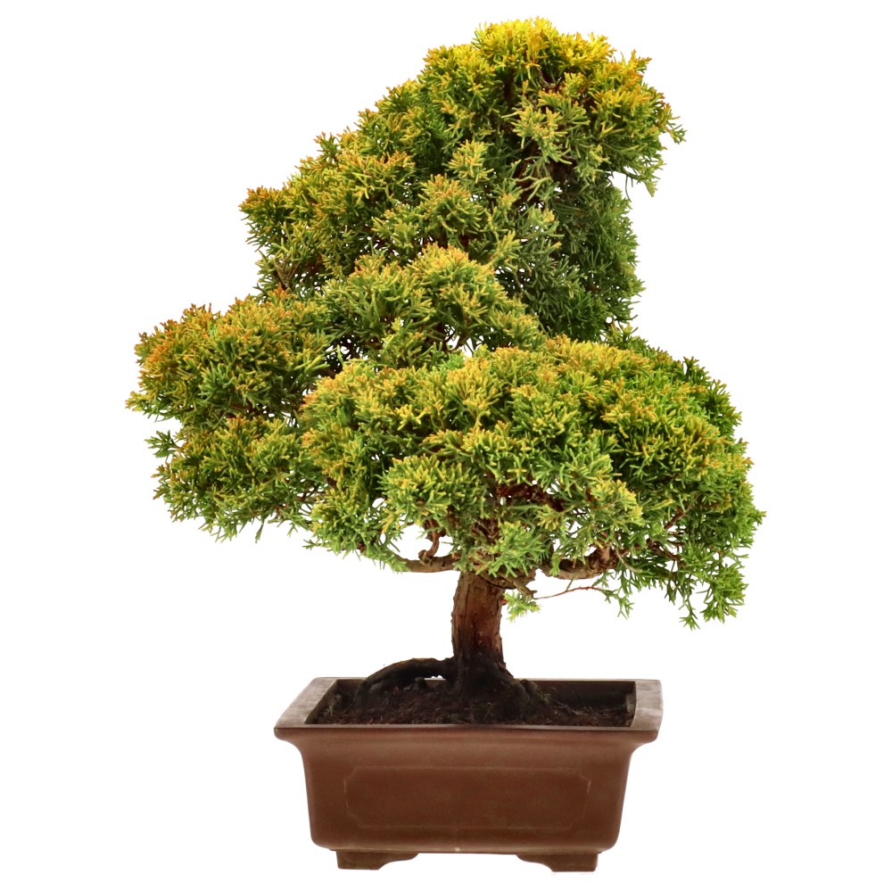 bonsai.fallbackImageTitle