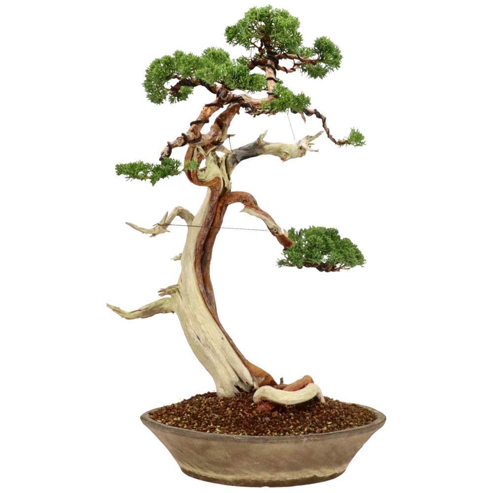 bonsai.fallbackImageTitle