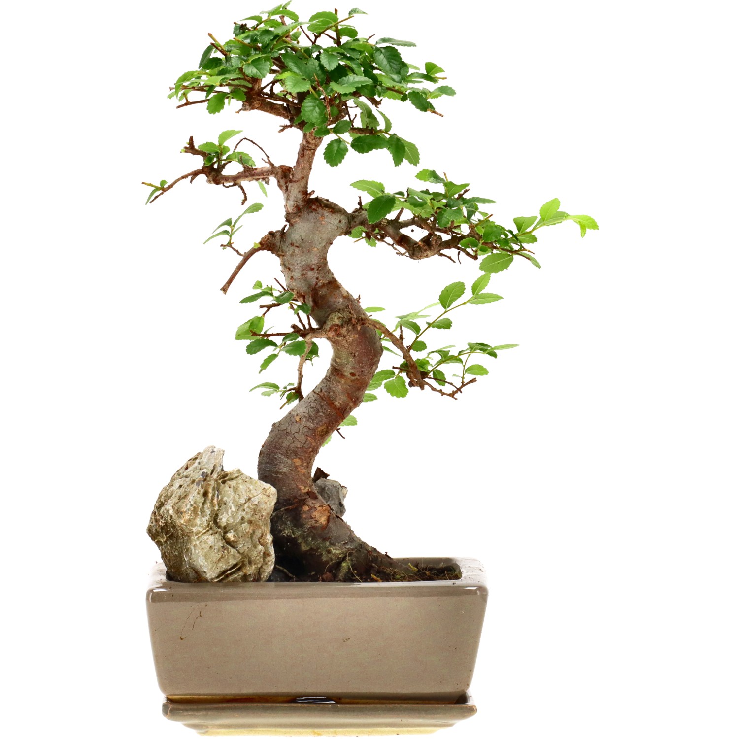 Olmo chino, aprox. 8 años (25 cm)