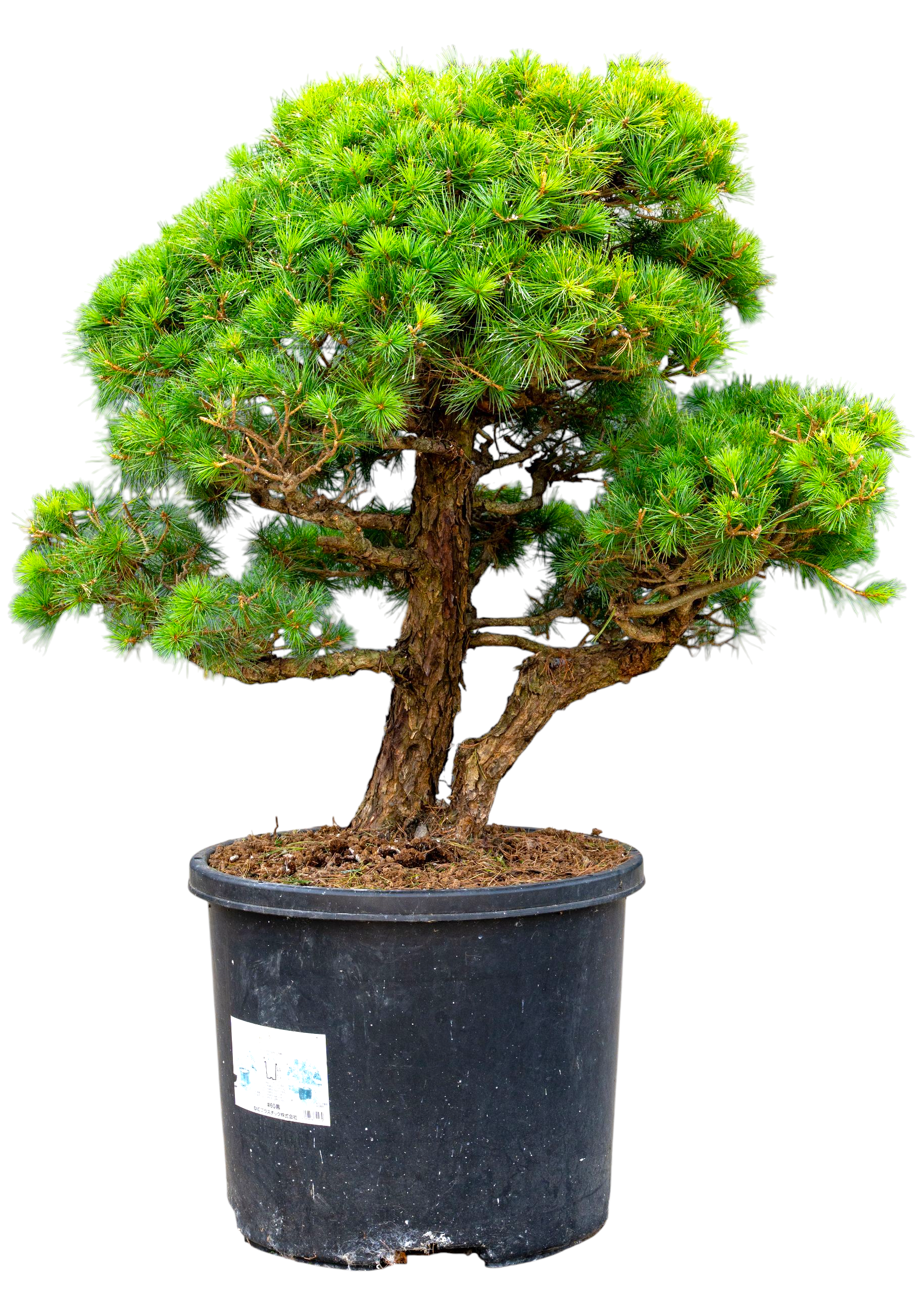 Gardenbonsai - Pine tree, approx. 30 years (90 cm)