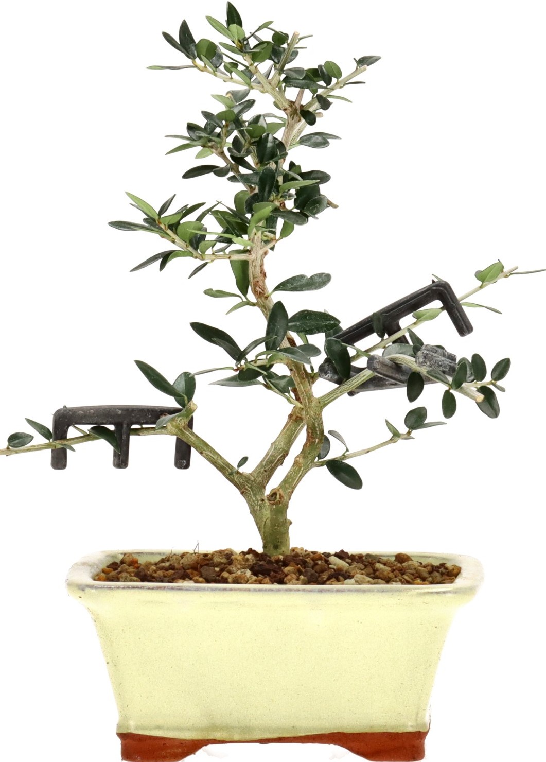 [K005] Olea sylvestris, ca. 5 anni