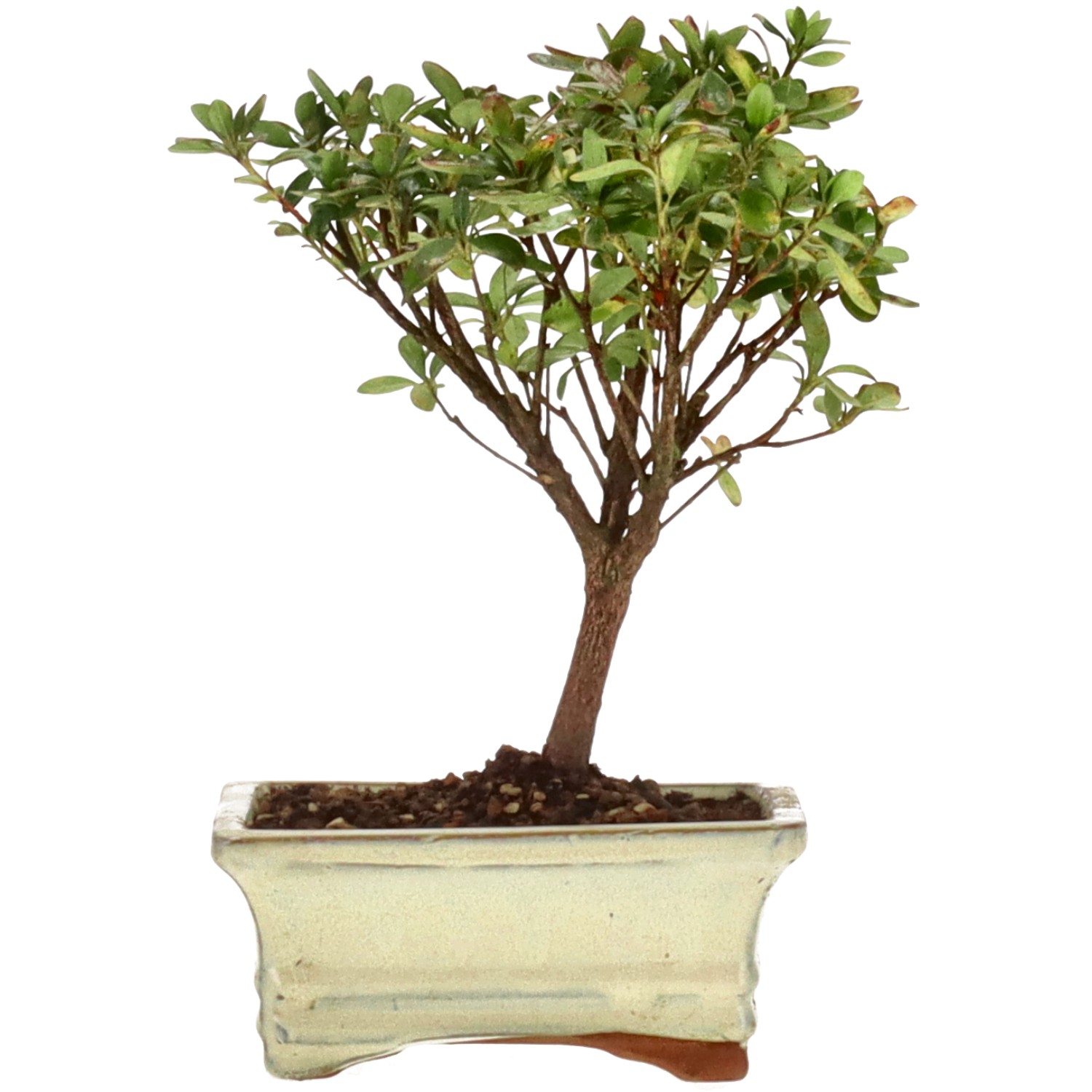 Azalea giapponese (Osakazuki), ca. 7 anni (21 cm)