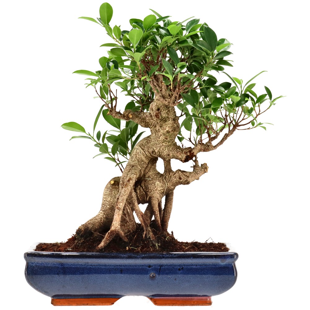 Ficus Retusa, aprox. 22 años (37 cm)
